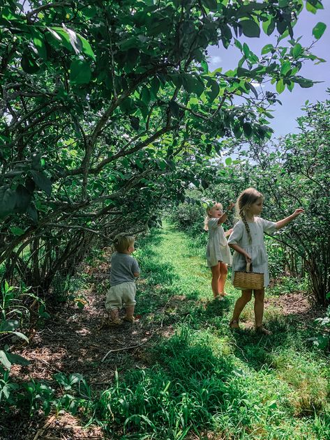 Blueberry Girl, Blueberry Picking, Seasonal Eating, Blueberry Farm, Birth Photos, Freedom Love, Blueberry Bushes, Country Theme, Teaching Children