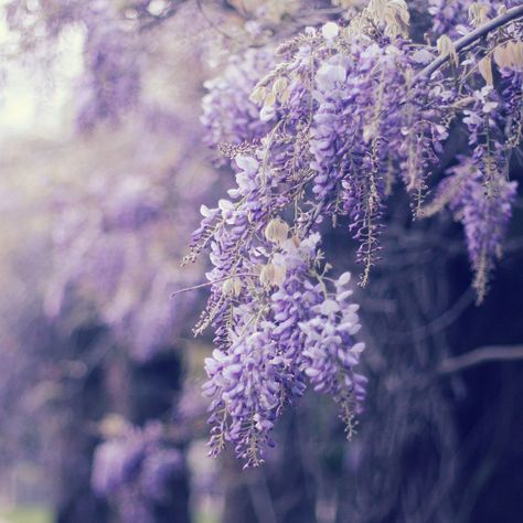 https://flic.kr/p/cn1MuY | Untitled Wisteria Tree, Flowers Growing, Lavender Aesthetic, Royal Aesthetic, Purple Garden, Wild Spirit, Purple Love, Images Esthétiques, Bougainvillea