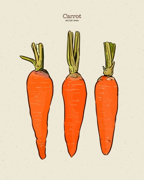 Carrot Drawing Simple, Carrot Illustration Cute, Carrot Doodle, Carrot Sketch, Carrot Illustration, Carrot Drawing, Carrot Art, Fruit Sketch, Vegetable Design