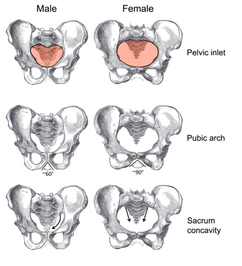 Difference between male and female pelvis Female Pelvis, Pelvis Anatomy, Hip Anatomy, Male Art Reference, Male Vs Female, Male Anatomy, Body Study, Man Anatomy, Skeletal System