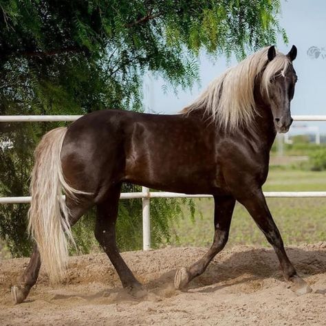 https://www.facebook.com/horseaddict.original/photos/a.592803024263312/1448206485389624/?type=3 Rocky Mountain Horse, All Horse Breeds, Cowgirl Photoshoot, Homesteading Animals, Lusitano Horse, Bay Horses, Horse White, Horse Coat Colors, Mountain Horse