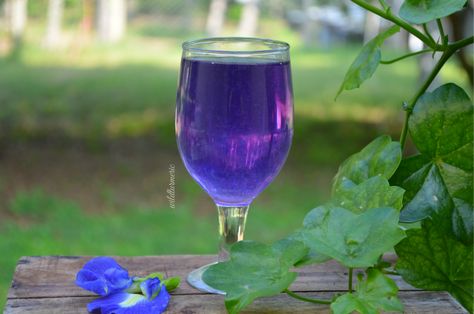 Blue Butterfly Pea Flower Tea, Blue Butterfly Pea Flower, Pea Flower Tea, Butterfly Pea Tea, Butterfly Pea Flower Tea, Herbal Teas Recipes, Tea Health Benefits, Blue Tea, Butterfly Pea Flower