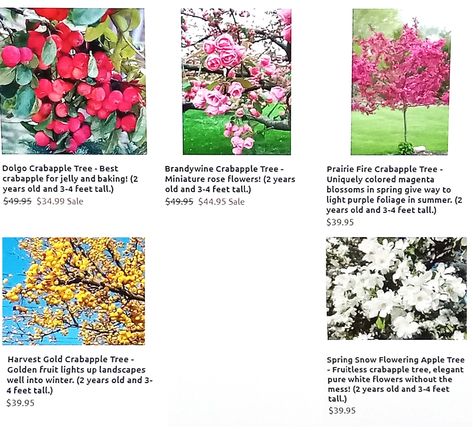 Dolgo Crabapple Tree Brandywine Crabapple Tree ( Not recommending Prairiefire Crabapple Tree due to low disease resistance per gardeningknowhow site. ) Harvest Gold Crabapple Tree Spring Snow is Flowering yet Fruitless Crabapple Tree Landscaping Shrubs, Shade Landscaping, Spring Snow, Burning Bush, Crabapple Tree, Autumn Display, Organic Fruit, Crab Apple, Shade Trees