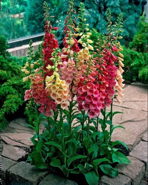 Foxglove Garden, Foxglove Flower, Funny Vine, Combination Color, Cottage Gardens, Have Inspiration, Flowering Shrubs, Deco Floral, Garden Cottage