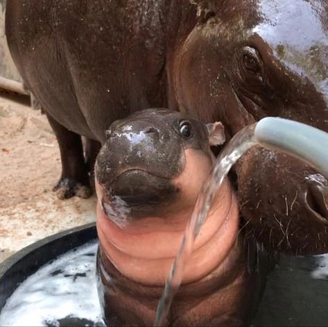 Baby Hippos Cute, Pigmy Hippos, Moo Dang, Cute Hippopotamus, Hippopotamus Photography, Pygmy Hippopotamus, Hippo Swimming, Happy Hippo Meme, Cute Hippo