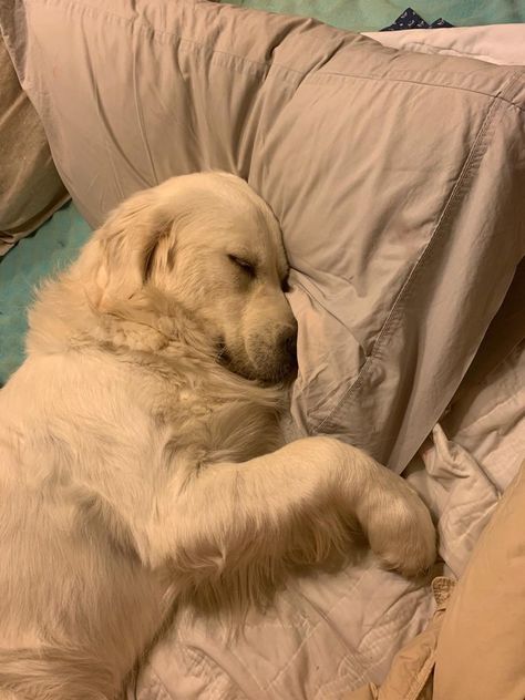 I slept at the foot of my bed last night because he was too dang adorable to move #puppy #dogs #doglife Dogs Laying Down, Puppies Sleeping Together, Sleepy Dog Aesthetic, Dog Sleeping In Bed, Puppy Sleeping In Bed With You, Sleeping With Dog Aesthetic, Laying In Bed, Eating At Night, Hotel Bed