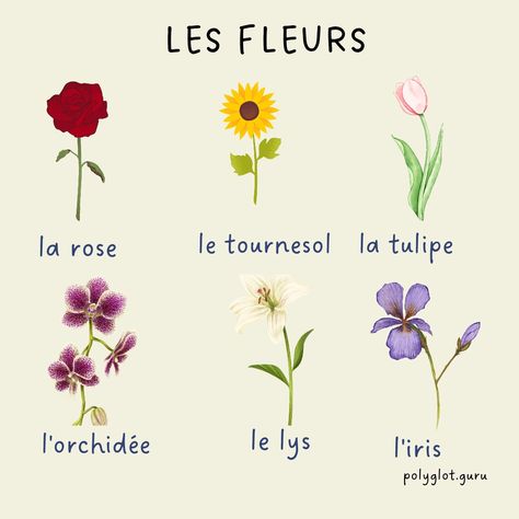 Flowers In French, Paris Flowers, Flower Sunflower, Gardening Plants, French Vocabulary, France Paris, French Language, Learn French, Vocabulary