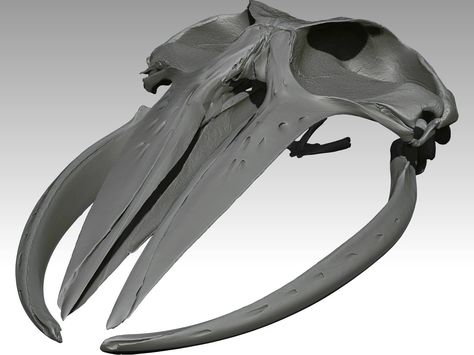 The assembled Skull of a Humpback whale for a treat! #ivl3d Whale Skull, Baleen Whales, Animal Skeletons, Vulture Culture, Whale Art, Alien Planet, Architecture Design Concept, Gothic Aesthetic, Humpback Whale