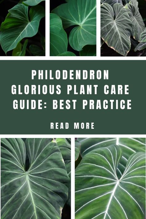 Spruce up your up collection with Philodendron Glorious! This stunning hybrid boasts unique foliage and easy Philodendron Glorious care! Philodendron Glorious, Plant Care Guide, Philodendron Plant, Powdery Mildew, Leaf Texture, Leaf Coloring, Yellow Leaves, Climbing Plants, Plant Needs