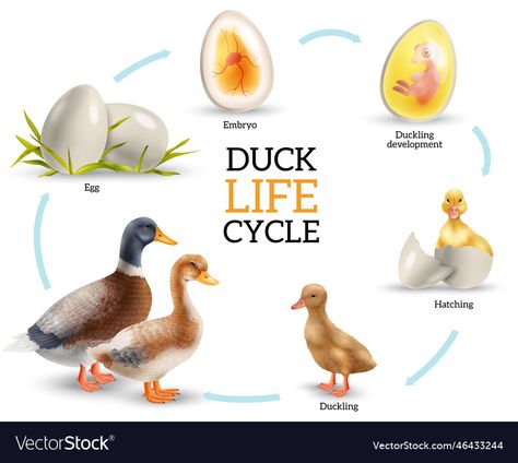 Life Cycle Of A Bird, Duck Life Cycle, Cycle Stages, Animal Homes, Birds Vector, Animal Life Cycles, Nature Education, Hatching Chicks, Domestic Animals