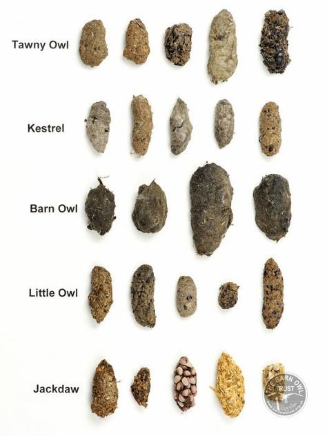 #Pellets are not droppings but are regurgitated by #owls as a way of getting rid of the indigestible parts of their food. They are mainly composed of hair and bone and have virtually no smell. Due to the species’ restricted diet, #Barn Owl pellets are generally very uniform in colour, being black when fresh and gradually drying and turning grey. Although some other birds can produce grey pellets (such as Kestrel, Little Owl and Buzzard) none of these are black when fresh. #wildlife #birds #chart Owl Pellet Bone Sorting Chart, Birds Chart, How To Identify Animal Skulls, Owl Pellet Dissection, Invasive Species Activities, Owl Facts For Kids, Owl Pellet, Wildlife Biology, Owl Food