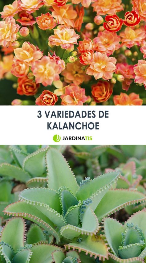 s mostramos 3 variedades distintas de Kalanchoe: la Kalanchoe Thyrsiflora, la Kalanchoe Blossfeldiana y la Kalanchoe Pinnata. ¡No os lo perdáis! #kalanchoe #plantas #crasas #jardinería #jardinatis #deocgarden Kalanchoe Thyrsiflora, Suculent Plants, Botanical Inspiration, Kalanchoe Blossfeldiana, Patio Flowers, Flower Illustration, Pattern Blocks, Cactus, Plants