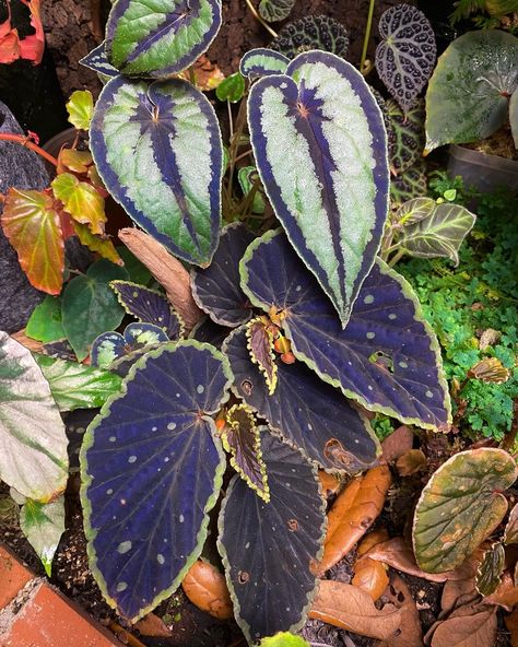 Maggie Hellis, Begoniac on Instagram: “Tent updates! Image 1: Begonia darthvaderiana x malachosticta and Begonia dinhdui Image 2: Begonia bonii Image 3: Begonia luzhaiensis…” Begonia Leaves, Black Mamba Begonia, Red And Black Begonia, Indoor Plants Names, Green Wall Plants, Begonia Ginny Galaxy, Begonia Chlorosticta, Begonia Luxurians, Tuberous Begonia