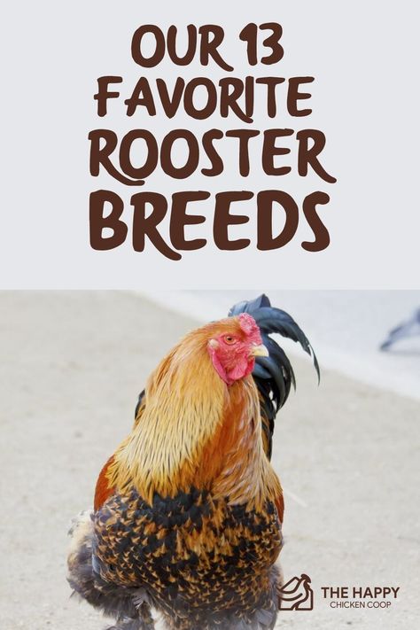 Best Rooster Breeds Backyard Chickens, Bantam Rooster Breeds, Beautiful Chickens Breeds, Roosters And Chickens, How To Make A Rooster Nice, Rooster House Ideas, Rooster Breeds Pictures, Best Rooster Breeds, Types Of Chickens Breeds