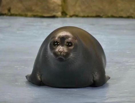 Baikal Seal, Silly Seal, Harp Seal, Cute Seals, Baby Seal, A Seal, Silly Animals, Sea Lion, Marine Animals