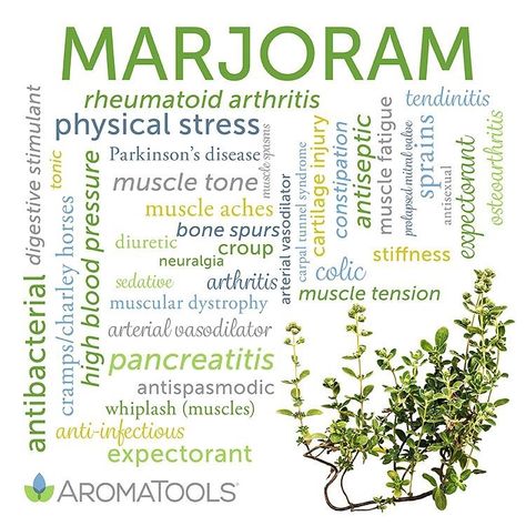 Marjoram has a wide range of uses. I’m just going to list some of my favourite things marjoram helps with. 🌀overall pain relief excellent with muscular pain. 🌀helps to comfort those who are grieving/ sad or lonely 🌀fortifying/warming/comforting aroma 🌀helps with stiff/tight muscles, rheumatic pain, arthritis, lumbago, inflammation, swollen joints 🌀vasodilation 🌀good to use as a muscle soak in the bath 🛁 3-5 drops in the bath diluted with a carrier oil 🌀beneficial for period pain/cramps r Marjoram Essential Oil, Origanum Majorana, Muscle Relief, Cedarwood Oil, Aromatherapy Blends, Young Living Oils, Doterra Oils, Oil Benefits, Muscle Aches