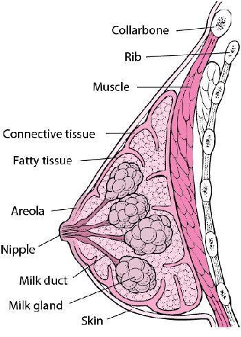 Breast Anatomy, Anatomy Education, Human Body Organs, Female Reproductive System, Human Body Anatomy, Nursing School Studying, Nursing School Notes, Anatomy Study, Reproductive System