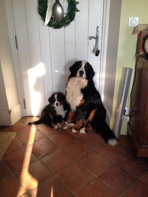 "and just where do you think you're going?" Burnese Mountain Dog, Bernese Puppy, Bernedoodle Puppy, Cute Small Animals, Mountain Dog, Bernese Mountain, Cute Dogs And Puppies, Bernese Mountain Dog, Mountain Dogs