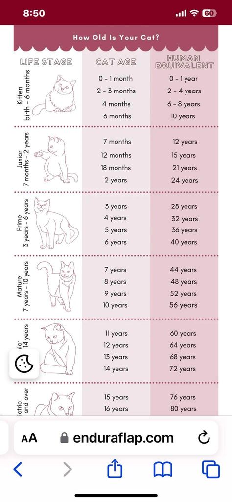 Cat Age Chart, Cat Age, Cat Guide, Cat Years, Cat Ages, Pet Corner, Guinness Book, Lack Of Energy, Old Cats