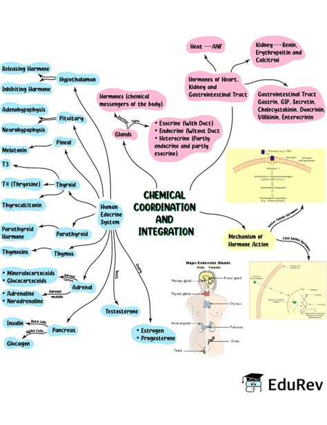 Mind Map: Chemical Coordination & Integration Notes | Study Biology Class 11 - NEET Chemical Coordination And Integration, Biological Classification Notes, Biological Classification, Biology Class 12, Biology Class 11, Neet Notes, Learn Biology, Notes Study, Chemistry Education