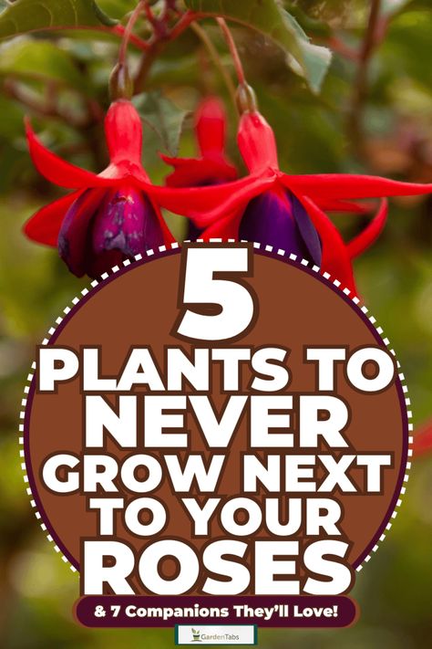 5 Plants to NEVER Grow Next to Your Roses & 7 Companions They'll Love! Planting Roses Flower Beds, What To Plant With Roses, Rose Companion Plants, Leopard Plant, Growing Green Beans, Rose Bed, Peony Care, Rose Plant Care, Fuchsia Plant