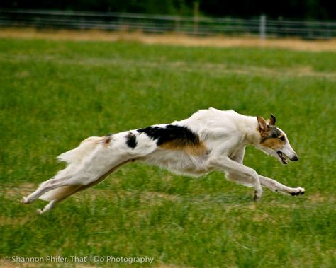 Borzoi Dog Art, Borzoi Reference, Borzoi In Clothes, Borzoi Side Profile, Borzoi Running, Wolf Running, Russian Wolfhound, Song Book, Drawing Projects