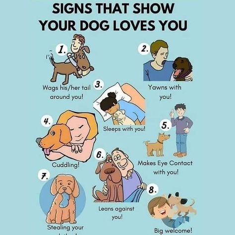 Signs That Show Your Dog Loves You Dog Body Language, Dog Training Classes, Dog Training Advice, Dog Language, Dog Brain, Dog Training Videos, Dog Tips, Best Dog Training, Dog Facts