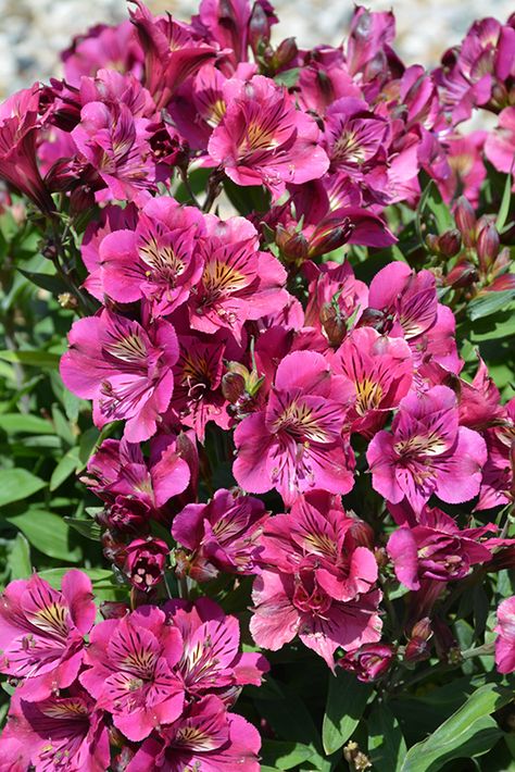 Peruvian Lily, Peruvian Lilies, Weeds In Lawn, Barbie Core, Garden Shrubs, London Ontario, Beautiful Plants, Herbaceous Perennials, Low Maintenance Plants