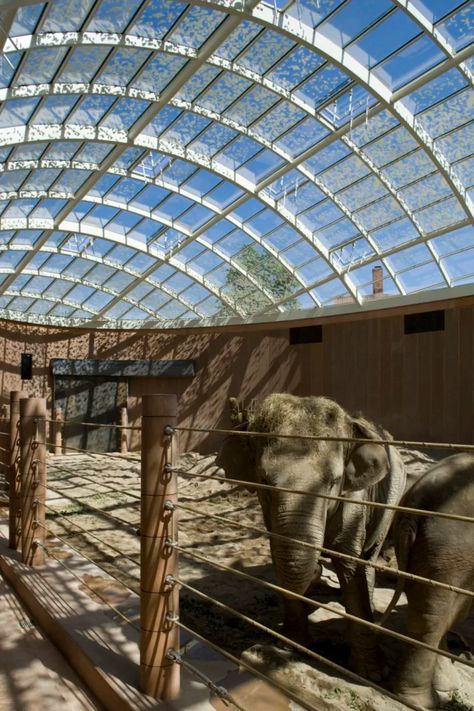 Foster + Partners, Richard Davies, Nigel Young · Elephant House · Divisare Zoo Decor, Elephant House, Elephant Zoo, Zoo Project, Zoo Architecture, Galapagos Tortoise, Foster Partners, Royal Park, Siberian Tiger