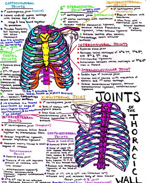 See this Instagram photo by @insta_anatomy • 461 likes Ma Notes, Joints Anatomy, Anatomy Notes, Med Notes, Medicine Notes, Nurse Study, Medical Notes, Nurse Study Notes, Medical Student Study