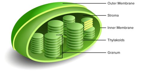 Thylakoids and granum inside chloroplast Chloroplast Structure, Plant Cell Structure, Plant Cells, Eukaryotic Cell, Cell Structure, Cell Biology, Inside Plants, Plant Cell, Cell Wall