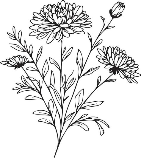 How To Draw Aster Flower Step By Step, Flower Cluster Drawing, Aster Flower Drawing, Cluster Drawing, Aster Flower Tattoos, Aster Flowers, Flowers Coloring Pages, Pyrography Ideas, Flowers Sketch