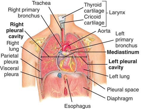 Chest Muscles Anatomy, Serous Membrane, Muscles Anatomy, Thoracic Duct, Muscle Diagram, Thoracic Cavity, Thoracic Vertebrae, Medical Dictionary, Health Assessment