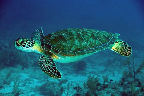 Green Sea Turtle Sea Turtle Wallpaper, Turtle Wallpaper, Baby Sea Turtles, Turtle Swimming, Underwater Sea, Green Sea Turtle, Turtle Tattoo, Turtle Love, Green Turtle