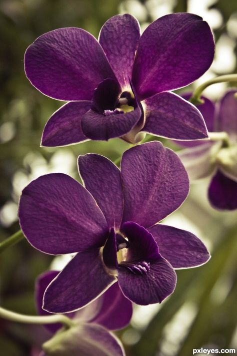 Purple Orchid.                                                                                                                                                                                 More Orchid Photography, Orchid Photo, Exotic Orchids, Orchids Garden, Photography Contest, Orchid Care, Purple Orchids, Beautiful Orchids, Glass Flowers