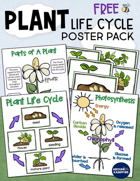 Subscribe to our newsletter and get this FREE plant life cycle anchor chart posters pack. Ideal for 1st, 2nd, and 3rd grade teachers for students learning about parts of a plant and photosynthesis. An ideal addition to your life science lessons and plant activities. A great idea for a science bulletin board too! Plant Life Cycle Anchor Chart, Life Cycle Anchor Chart, Photosynthesis Activities, Plants Life Cycle Activities, Life Cycle Activities, Plants Kindergarten, Plant Lessons, Second Grade Science, Life Cycles Activities