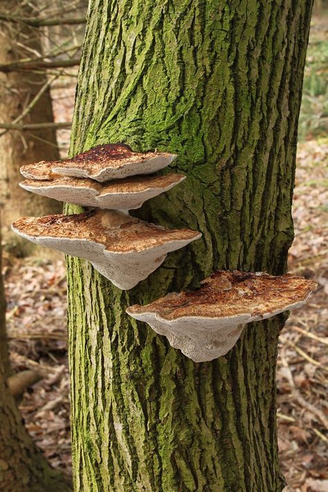 Cool Mushrooms, Fungi Kingdom, Fantastic Fungi, Mushroom Aesthetic, Mushroom Identification, Tree Mushrooms, Mushroom Pictures, Mushroom Crafts, Growth And Decay