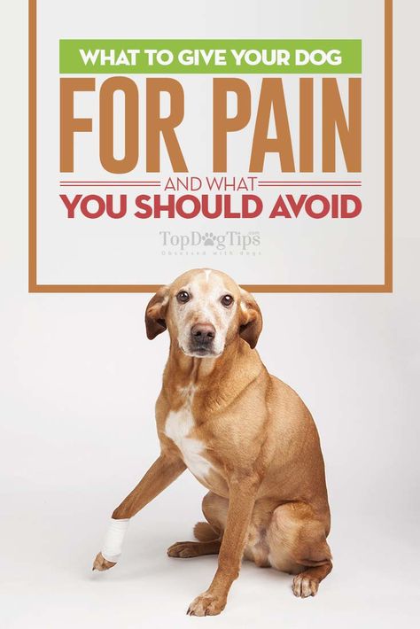 What Can I Give My Dog For Pain and What To Avoid? You have been noticing that your dog has been limping a bit and suspect that it could be arthritis setting in. You are worried that your dog is in pain as he eases his way into his bed and grunts as he gets up slowly. Now, you find yourself asking, “What can I give my dog for pain?” #dogs #pain #management #nsaid #pets #dog #canines #dangers #hazards #medicine #overthecounter #health Dog Illnesses, Meds For Dogs, Dog Medicine, Dog Remedies, Dog Wellness, Dog Joints, Medication For Dogs, Dog Behavior Problems, Dog Health Tips