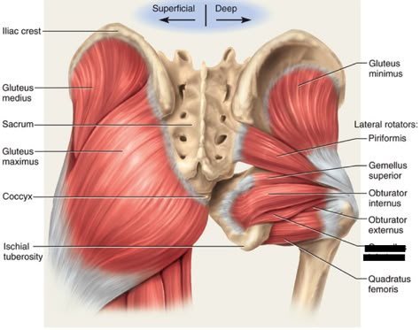 Muscles Diagram, Punkty Spustowe, Muscle Diagram, Human Muscle Anatomy, Bolesti Chrbta, Gluteal Muscles, Gluteus Medius, Lower Extremity, Human Body Anatomy