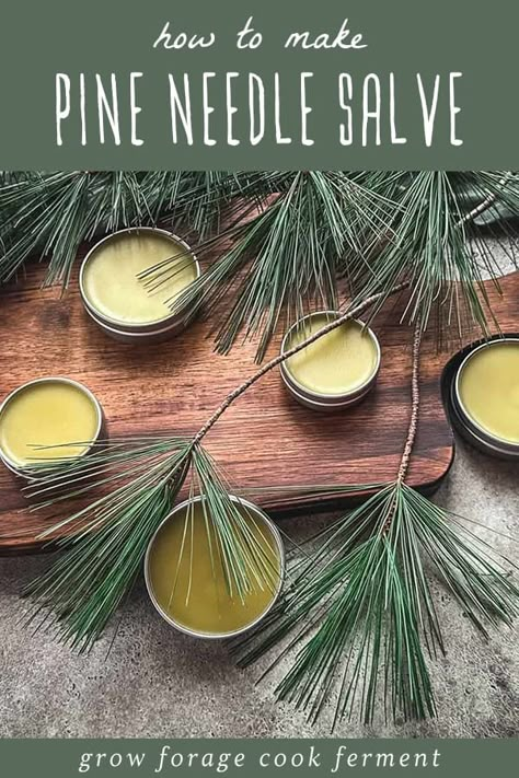 Check out this Pine Salve Recipe & Benefits in our Herbal Salves Recipes & Herbal Skin Care series. This homemade salve, crafted with pine infused oil, is an excellent choice for tackling winter skin woes. Not only does it moisturize and soothe dry skin, but it also delights the senses with its natural pine aroma. Perfect for anyone interested in herbal skin care. Find more Homemade Skin Care, Foraging Recipes, and Herbs for Health at growforagecookferment.com. Pine Salve, Dry Skin Home Remedies, Herbal Salve Recipes, Homemade Salve, Spruce Essential Oil, Herbal Academy, Herbal Medicine Recipes, Pine Oil, Foraging Recipes