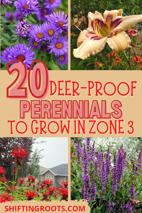 Here are some quick tips and tricks to keep deer away from your flowers and plants and the best deer-resistant perennials to plant in your Zone 3 garden. Deer Resistant Landscaping, Deer Resistant Flowers, Deer Resistant Garden, Deer Repellant, Deer Proof, Deer Resistant Perennials, Deer Resistant Plants, Plant Zones, Best Perennials