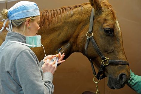 Determine your equine financial limit before you're in an emotional decision-making position. Vet Pictures, Equine Veterinarian, Horse Age, Equine Veterinary, Large Animal Vet, Horse Lessons, Tender Loving Care, Veterinary Assistant, Vet Assistant