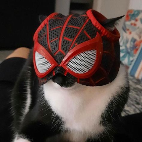 Cat With Spiderman Mask, Spider Cat Pfp, Cat Miles Morales, Spidercat Pfp, Spider Man Cat, Cat Spiderman, Pfp Spiderman, Spiderman Room, Spider Cat