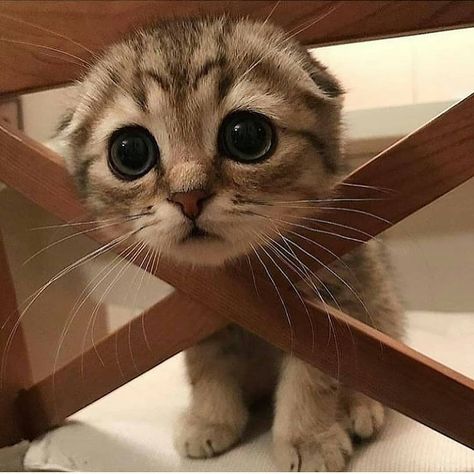 Cute  Follow @candymiesa for more . Pinterest Cute, Söt Katt, Baby Animals Pictures, Cute Cats And Kittens, Cute Animal Pictures, Cute Kittens, Cute Little Animals, Beautiful Cats