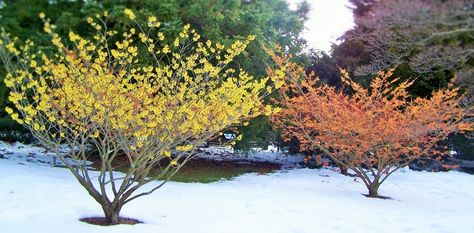 Witch Hazel Tree, Hazel Tree, Winter Shrubs, Tall Shrubs, Low Maintenance Shrubs, Planting Shrubs, Garden Shrubs, Garden Guide, Easy Garden