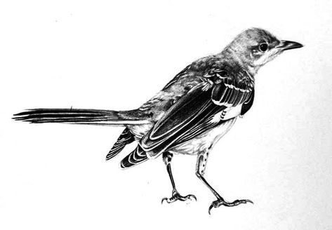 Mocking Bird Tattoo Ideas, Simple Mockingbird Tattoo, Mockingbird Drawing, Mockingbird Painting, Mockingbird Illustration, Northern Mockingbird Drawing, Mockingbird Tattoo, Drawing Coloring Pages, Panda Movies