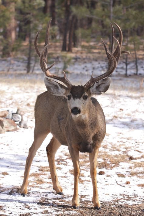 Mule Deer buck, Franktown, CO Mule Deer Hunting, Whitetail Deer Pictures, Mule Deer Buck, Big Deer, Deer Photos, Deer Pictures, Hunting Deer, Deer Buck, Hunting Life