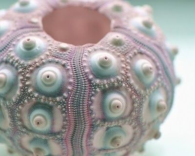 Sea Urchin ;) Creature Marine, Sea Urchins, Tea Company, She Sells Seashells, Sea Urchin, 판타지 아트, Shell Art, Patterns In Nature, Buy Handmade