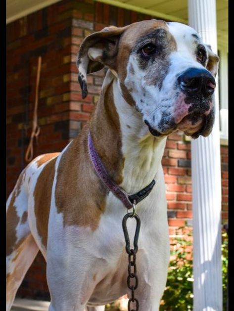 What Nobody Tells You About Fawnequin Great Danes White Great Dane, Brindle Great Dane, Harlequin Great Dane Puppy, Fawnequin Great Dane, Chocolate Merle Great Dane, Great Dane Colors, Great Danes Black, Blue Merle Great Dane, Merle Great Danes