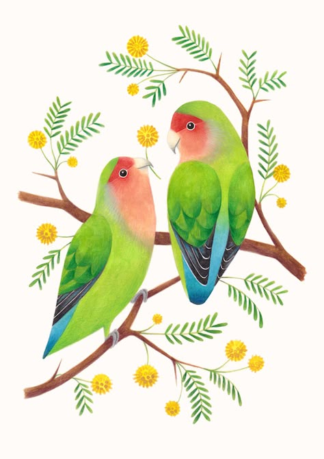 Laura Middleton Art - Lovebirds Two Birds Illustration, Colorful Bird Illustration, Love Bird Drawing, Lovebird Drawing, Lovebirds Drawing, Love Bird Illustration, Love Birds Illustration, Lovebird Illustration, Lovebird Painting